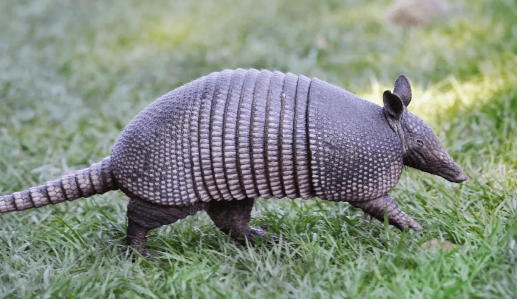 Creature Solutions armadillo control and removal services