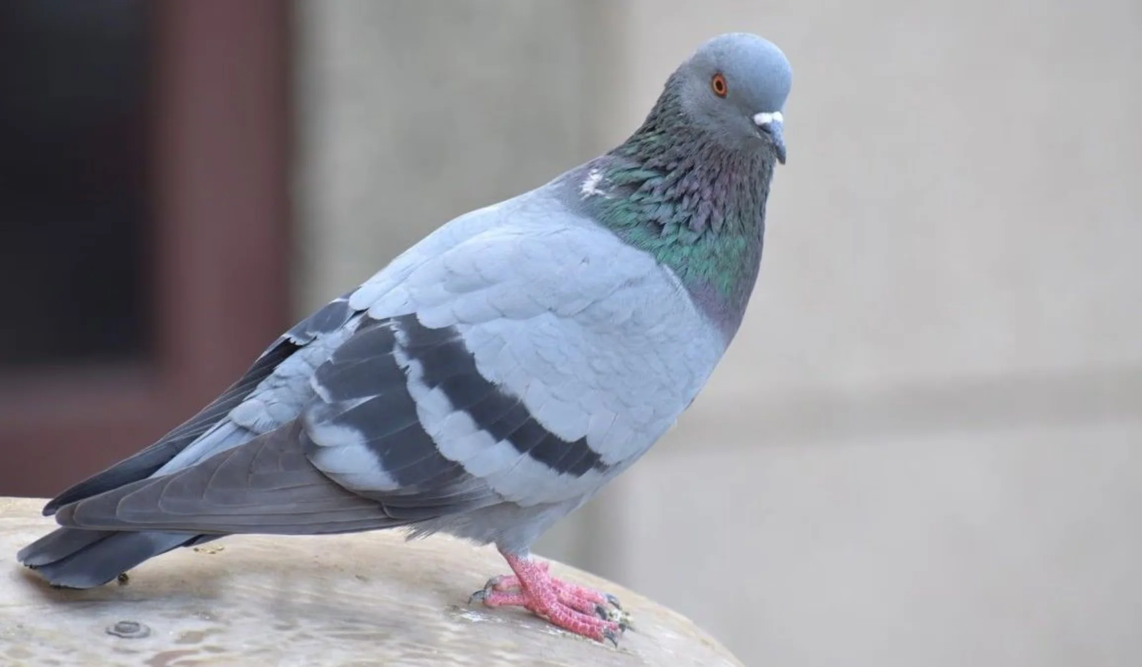 Creature Solutions bird removal and exclusion services