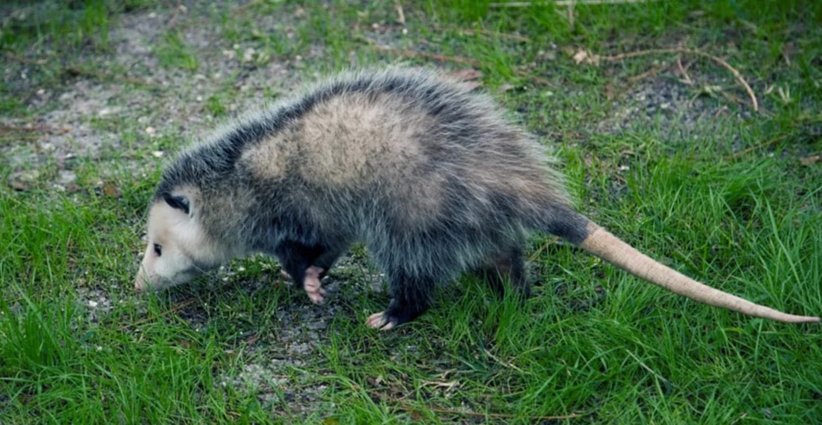 Creature Solutions humane opossum removal Lake Mary