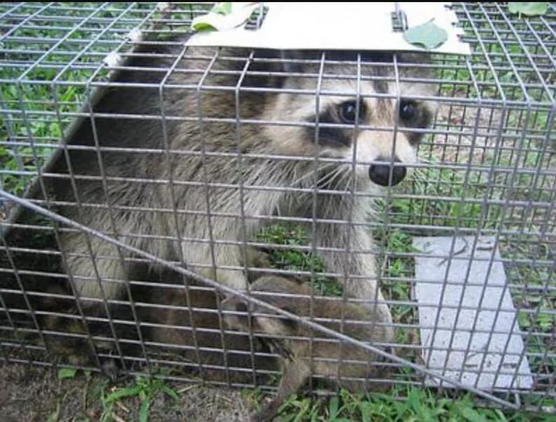 Creature Solutions emergency raccoon removal services Orlando